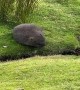 One Small Step for Wombat, One Giant Leap for Wombatkind