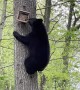 Bear Climbs Tree to Remove Bird Feeder