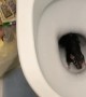 Scurrying Surprise Found in Toilet