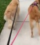 Golden Retriever's Cute Wiggly Walk