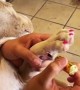 Pit Bull Puppy Gets a Manicure