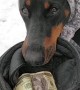 Doberman Earns a Living Begging on Streets