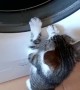 Curious Kitten Discovers Washing Machine