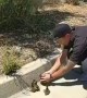 Police help ducklings get safely off the highway