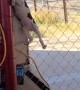 Puppy Finds Her Way Up Fence