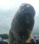 Climbing Monkey on the Car Gives Boy a Big Surprise
