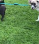Puppies Try to Take Their Friend for a Walk