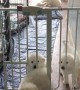 Great Pyrenees Pup Escapes from Pen