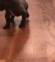 French Bulldog Puppy Takes a Load Off
