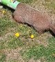 Rescuing a Groundhog with Pringles Can Stuck on its Head