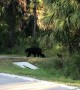 Cubs Follow Closely as Momma Bear Crosses Road