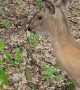 Human Hand-Feeds Trusting Deer