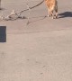 Doggo Drags a Large Stick at the Beach
