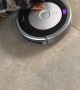 Puppy Dachshund Goes for a Ride on the Vacuum