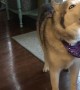 Husky Loudly Argues That It\'s Time To Go Outside