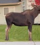 Roaming Moose Make a Meal Out of Residential Trees