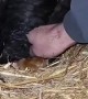 Chick Hides Under Hen's Wing