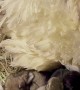 Chicken Helps Keep Baby Bunnies Warm