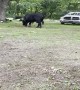 Angry Bull Runs Rampant in Front Yard