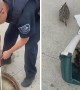 Police officers rescue trapped ducklings