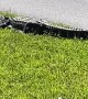 Gator Lays Down in Lawn