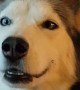 Adorable Husky Doesn\'t Want To Stop Smiling