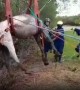 Horse trapped in watery ditch rescued by firefighters
