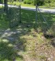 Tortoise Finds Greener Grass on Other Side of Gate