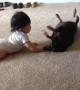 Chiweenie Puppy Adorably Interacts With Baby For First Time