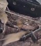 Swarm of Mice Scurry Away