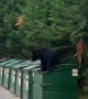 Bear Caught Climbing Out of Dumpster