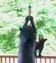 Bears Help Themselves to Bird Feeder