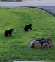 Early Morning Visit From Family of Bears