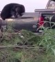 Black Bear Raids Truck Bed for Peanuts