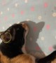 Cat Flicks Rubber Band Off Ear