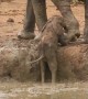 Elephants Rush Over To Help Baby Stuck In Mud Bank