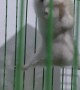 Acrobatic Hamster Trains in Cage
