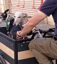 Cargo Bike Carries Cute Dogs
