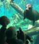 Sea Lion Curious About Kid's Toy