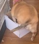 Cardboard Box Doesn't Make Good Doggy Bed