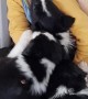 Border Collie Puppy Cuddles