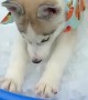 Husky Cools off From Hot Summer Sun