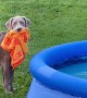 Puppy Wants an Early Morning Swim in New Pool
