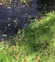 Baby Alligator Sends Grown Man Screaming