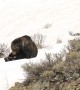 Bear and Cubs Playing Together in the Snow