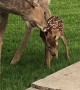 Doe Introduces Newborn Fawn