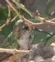 Mama Hummingbird Feeds Her Babies