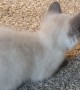 Playful Kitten Bumps Head Into Pole