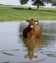 Pregnant Cow Cools off in the Pond