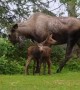 Momma Moose and Twin Calves Come to Visit